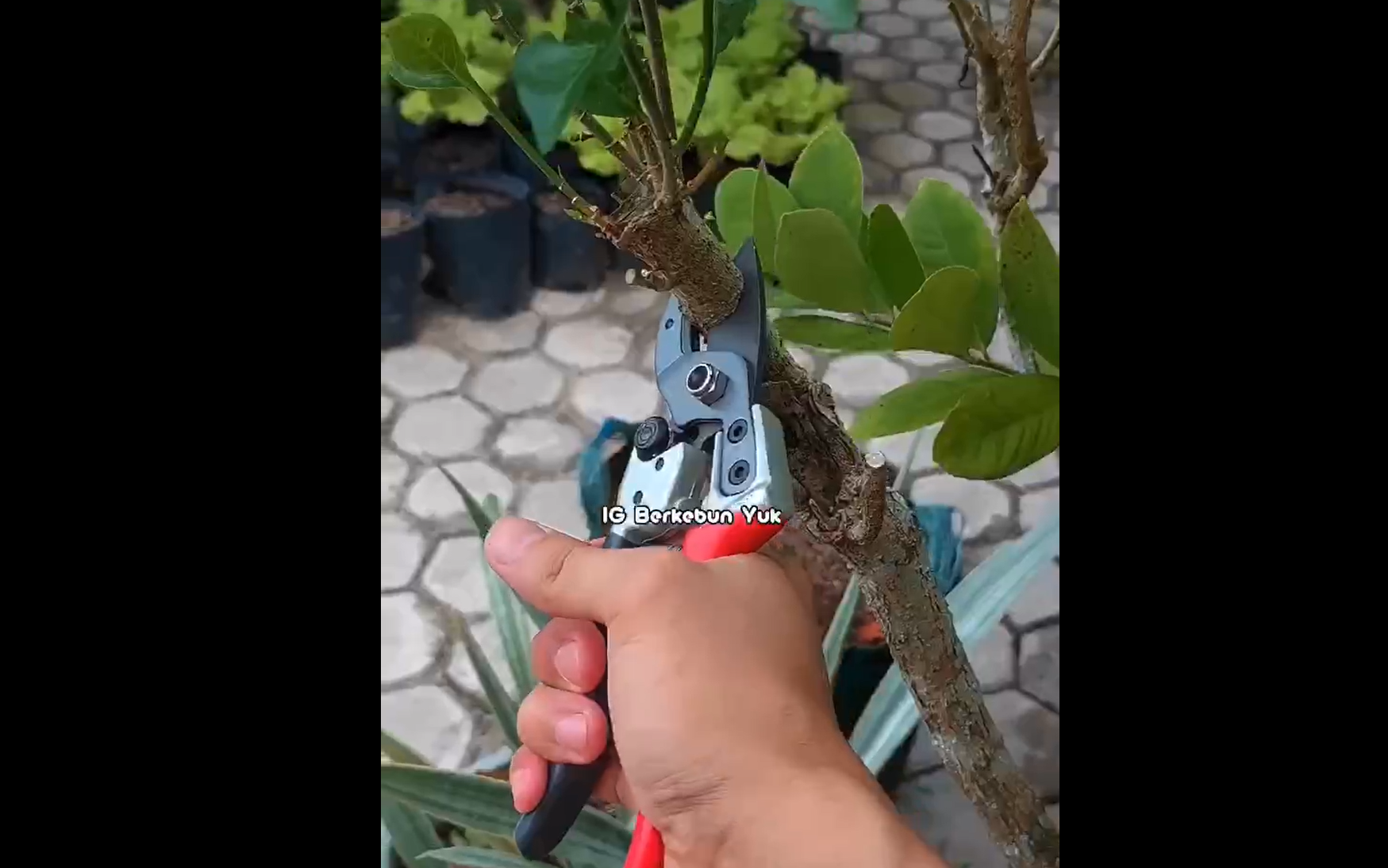 Load video: best garden hand pruners